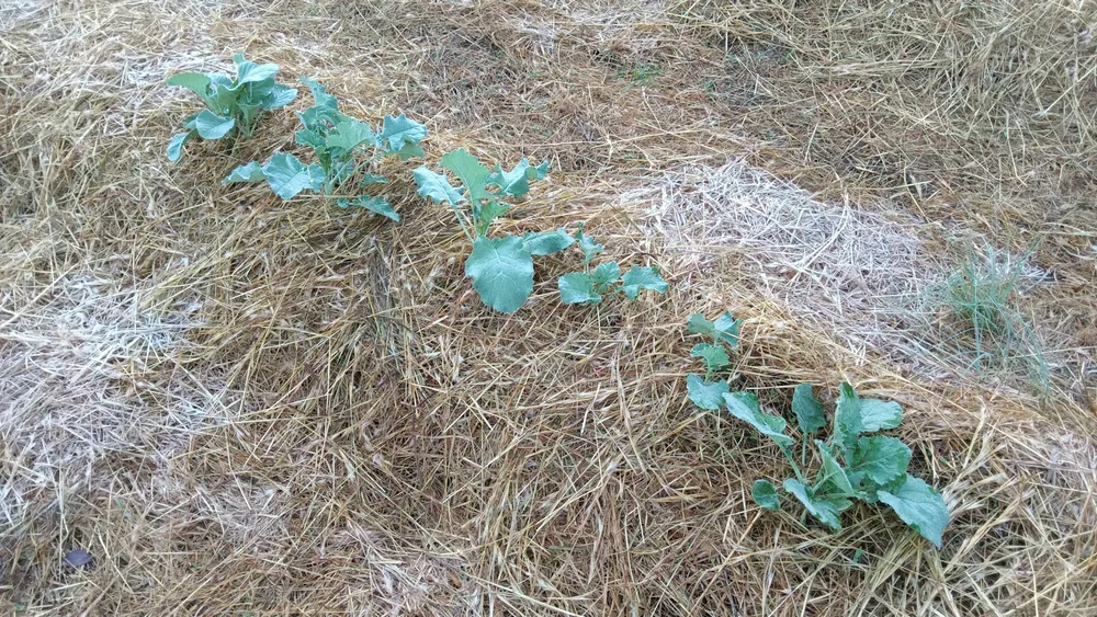 54 plants for regenerative organic gardening