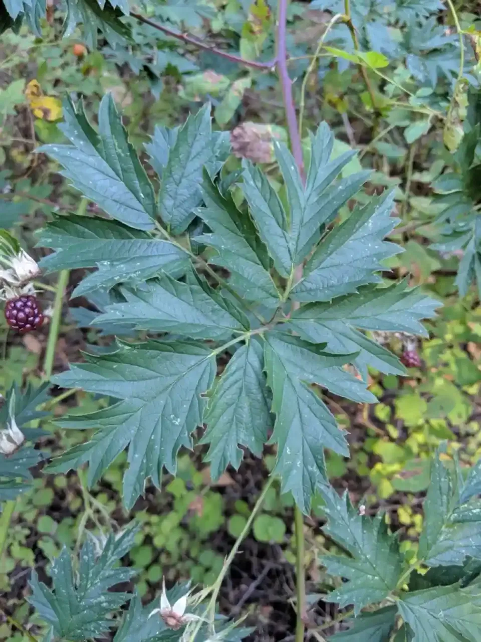 PNW Blackberries Native vs Invasive