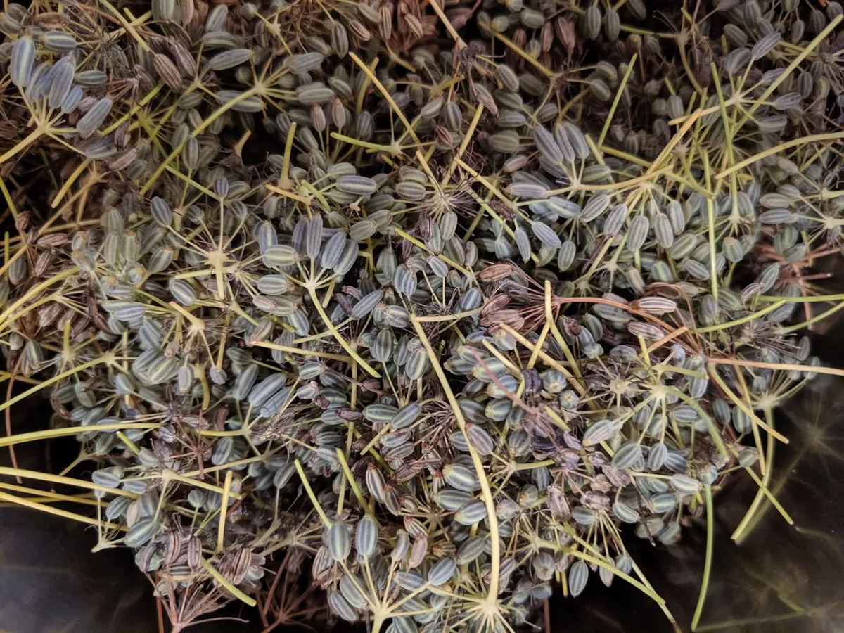 How to Harvest and Process Fennel Seeds
