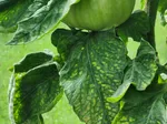 Signs of Plant Nutrient Deficiencies