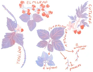 PNW Blackberries Native vs Invasive
