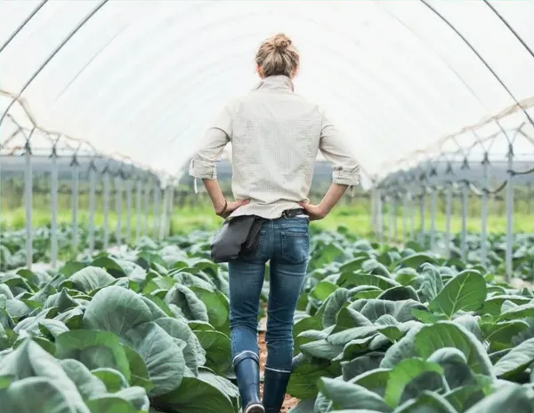 10 Things Nobody Tells You About Starting a Greenhouse (My Personal Experience)