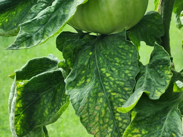 Signs of Plant Nutrient Deficiencies